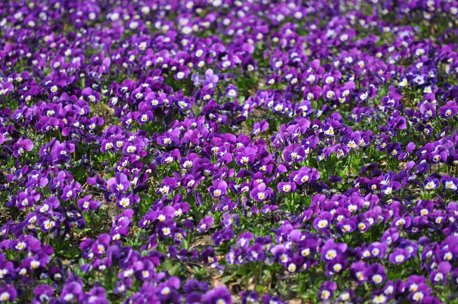 fleur violette pourpre photo