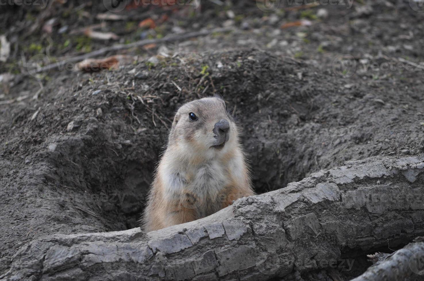 écureuil mammifère animal photo