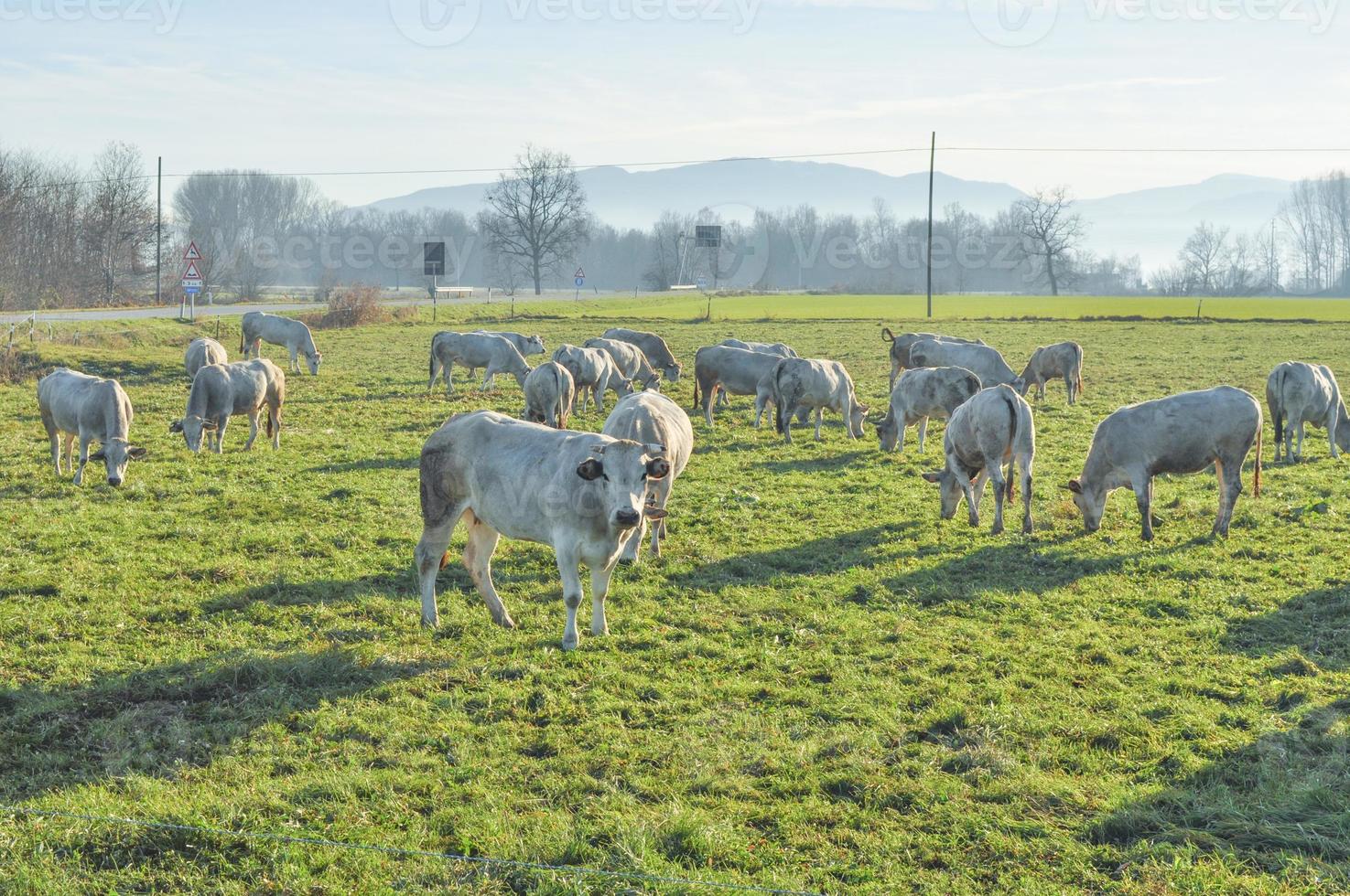 bovins vaches dans l'herbe dans un pré photo