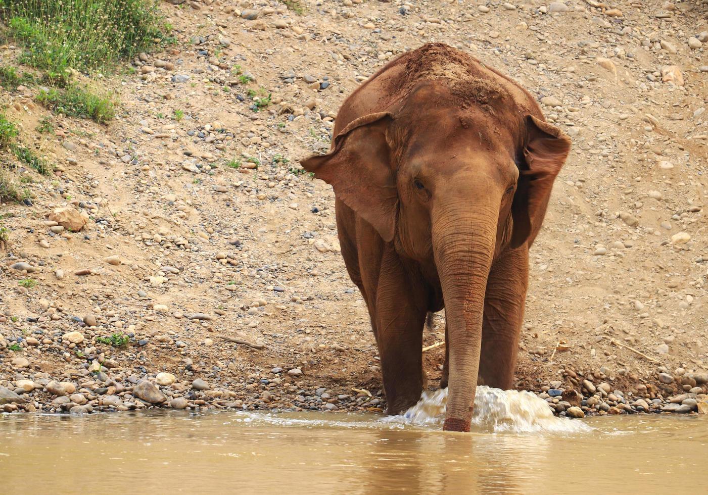 les éléphants se nourrissent dans la nature et les rivières du nord de la thaïlande. photo