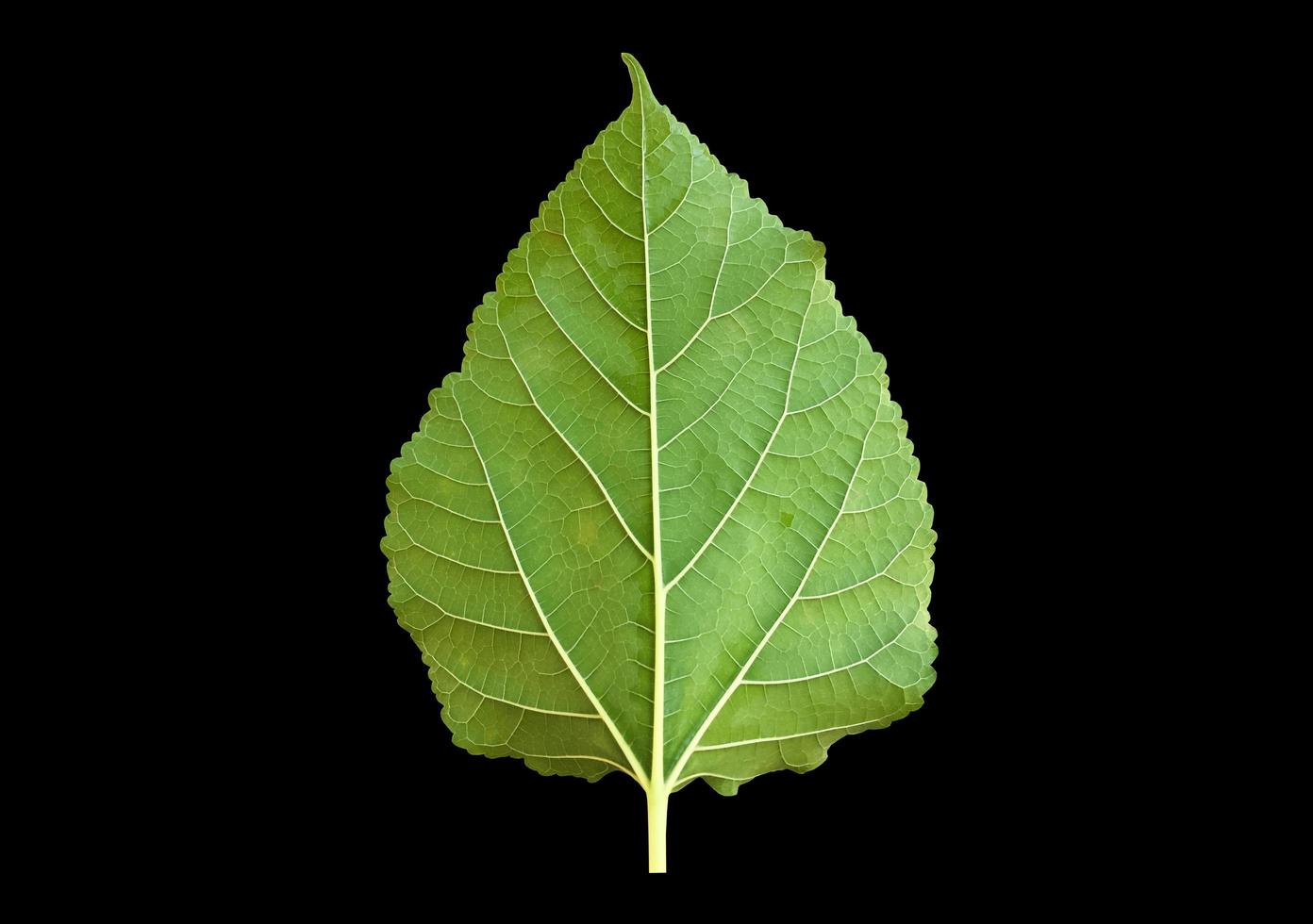 feuille de mûrier avant isolée avec chemins de détourage. photo