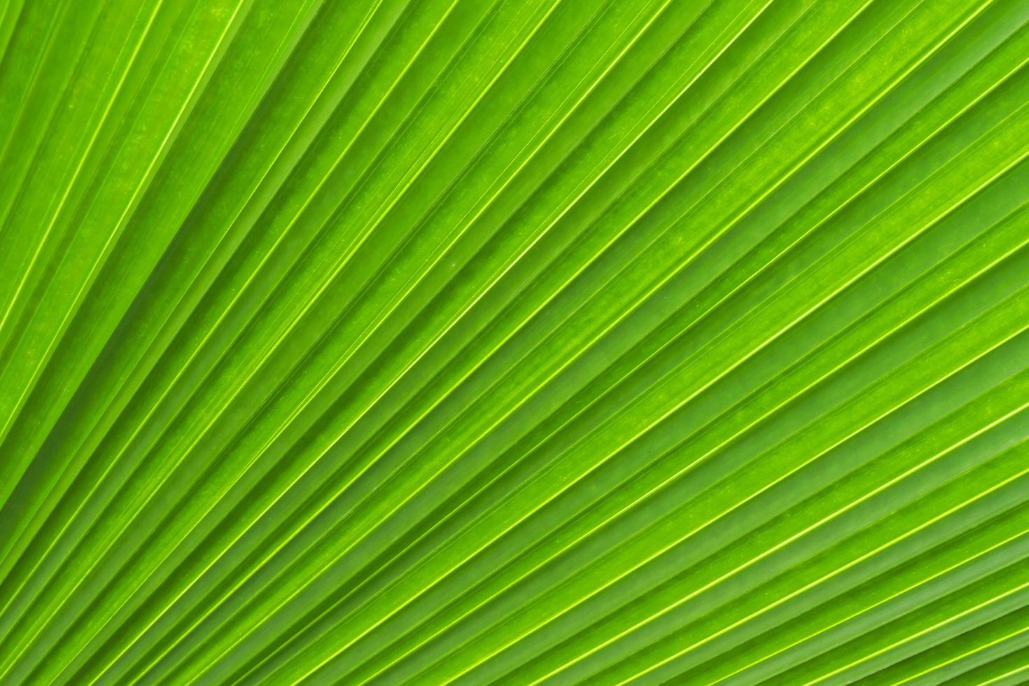 texture de feuille de palmier à sucre, arrière-plan abstrait photo