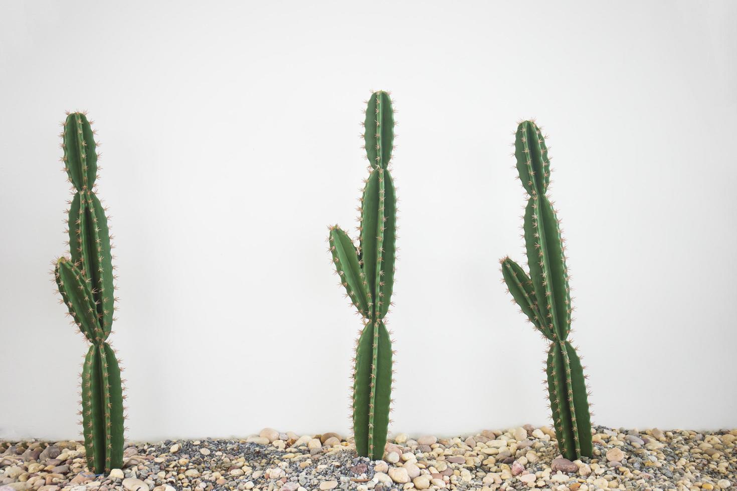 gros cactus sur le mur de ciment blanc en arrière-plan. photo