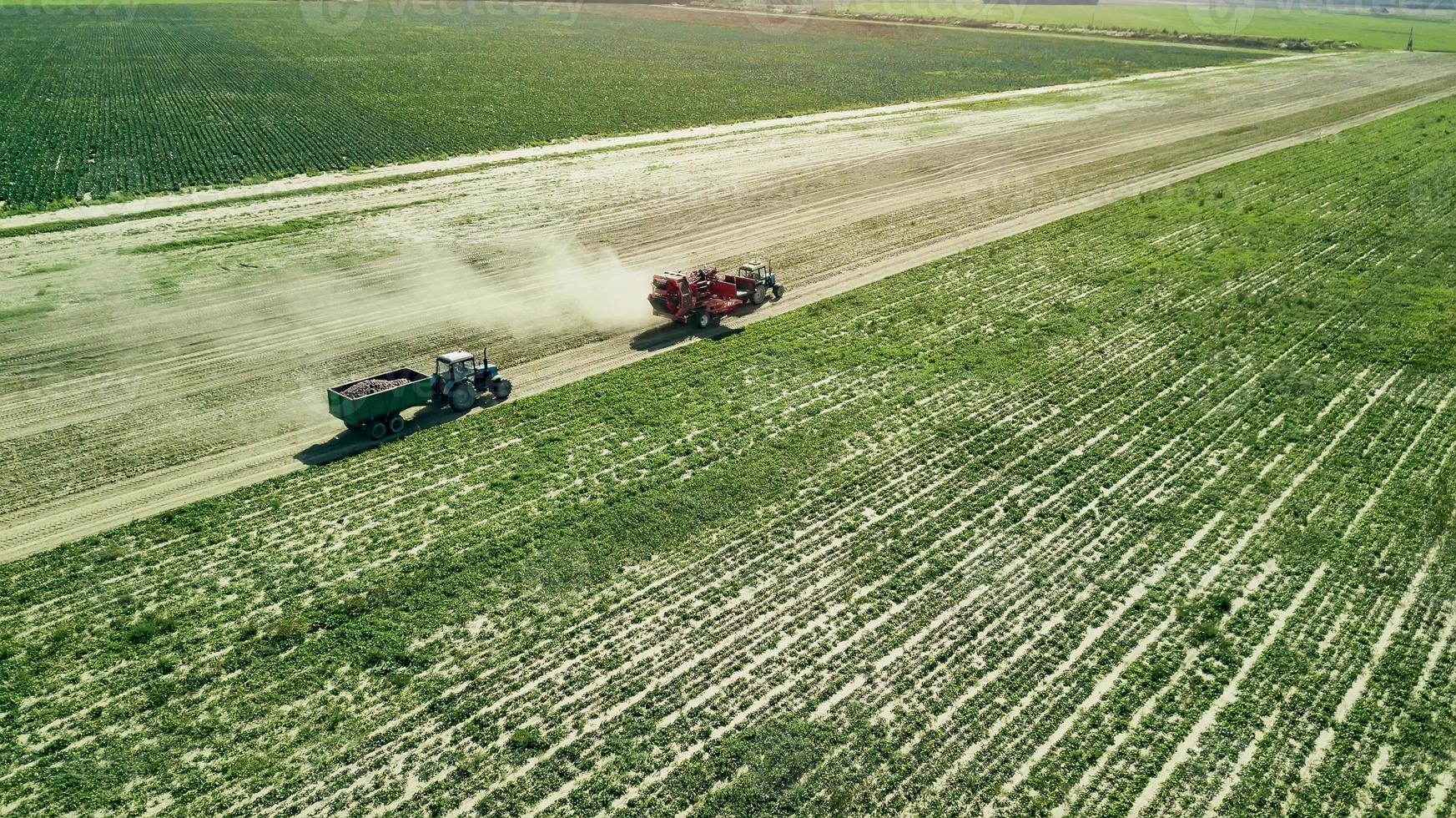 agriculteurs récoltant des betteraves rouges vue aérienne photo