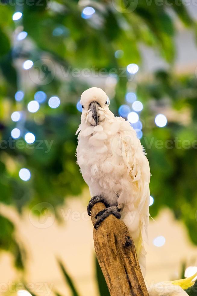 perroquet plume blanche tenant une branche photo
