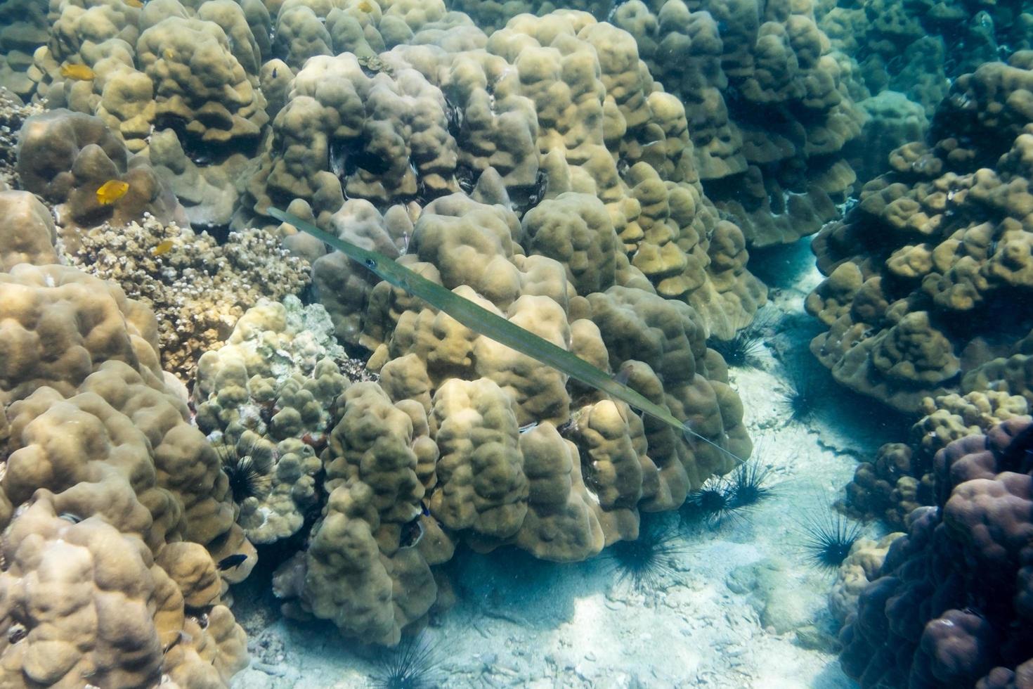 Demi-bec de lutte,hemiramphidae,dermogenys,longue bouche et corps clair en mer photo