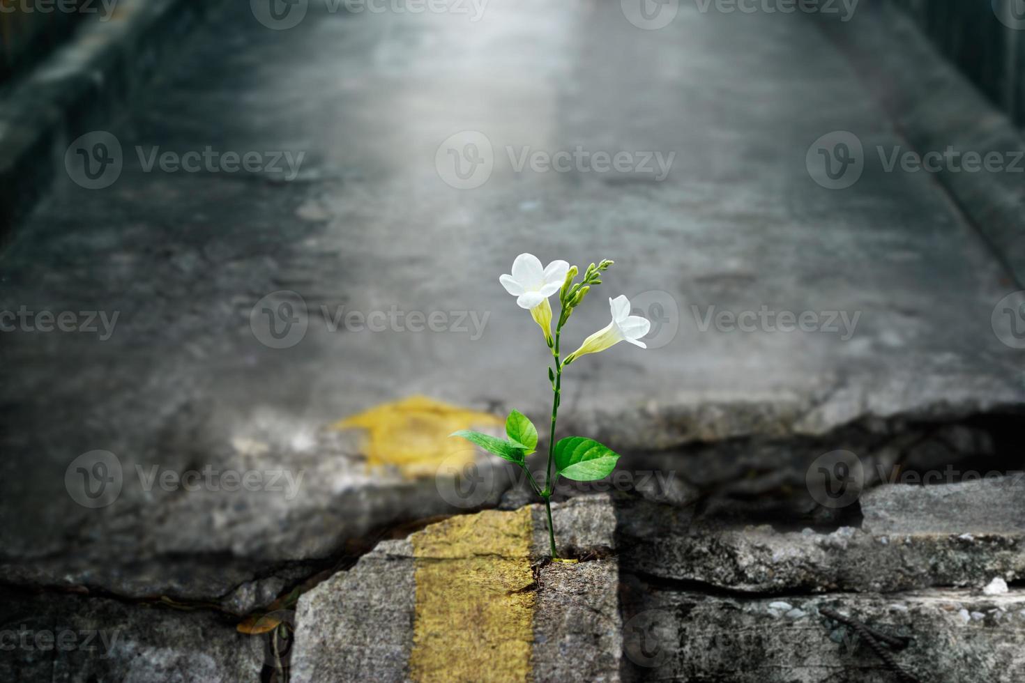 fleur blanche poussant sur la rue du crack, flou artistique, texte vierge photo
