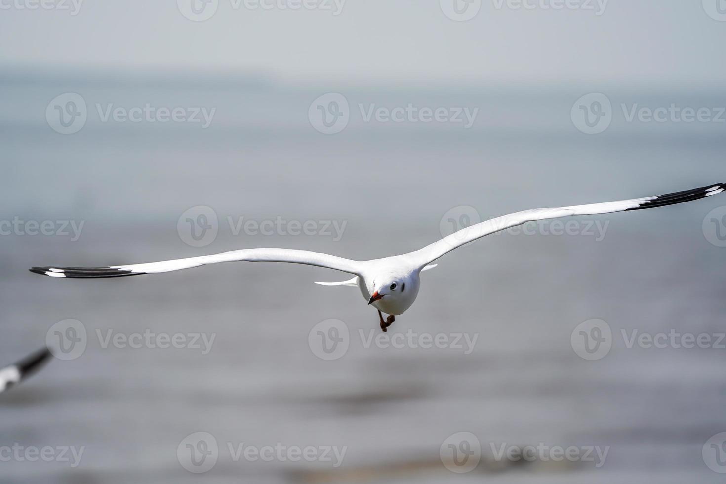 les oiseaux de mouette sur la plage et la forêt de mangroves en thaïlande. photo