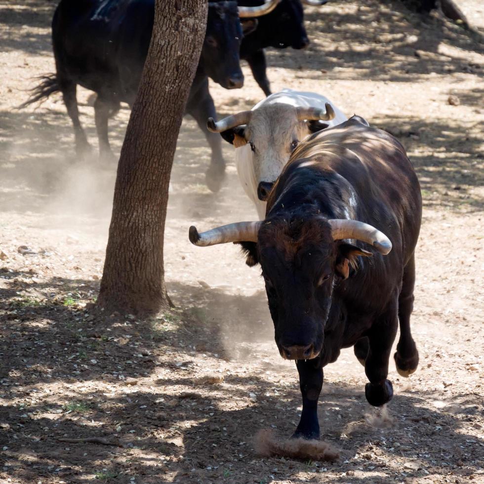 ronda, andalousie, espagne, 2014. taureaux courant dans une ferme près de ronda espagne le 8 mai 2014 photo