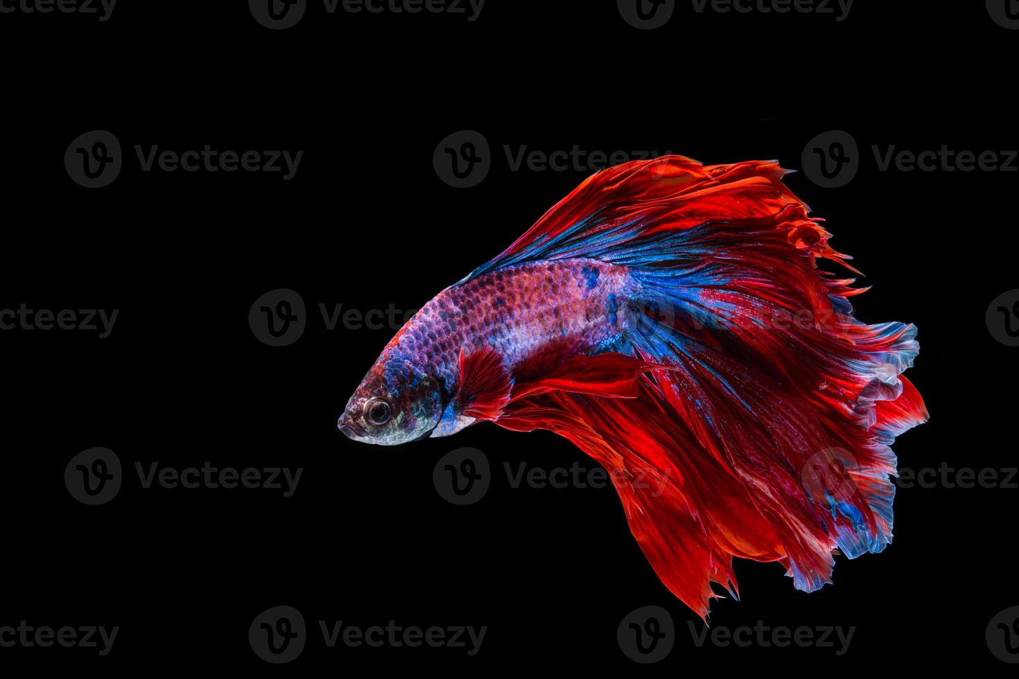 poisson betta rouge et bleu photo
