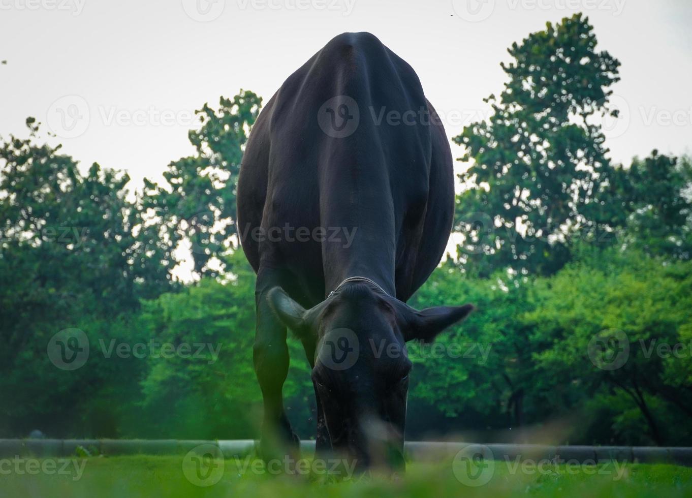 Vache mange de l'herbe dans l'image du parc photo