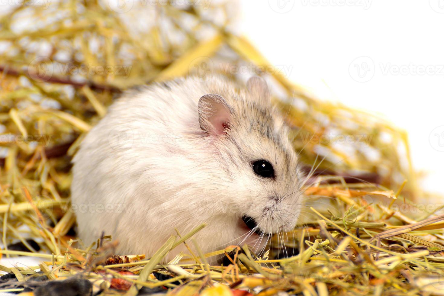 Hamster jungar sur fond blanc photo