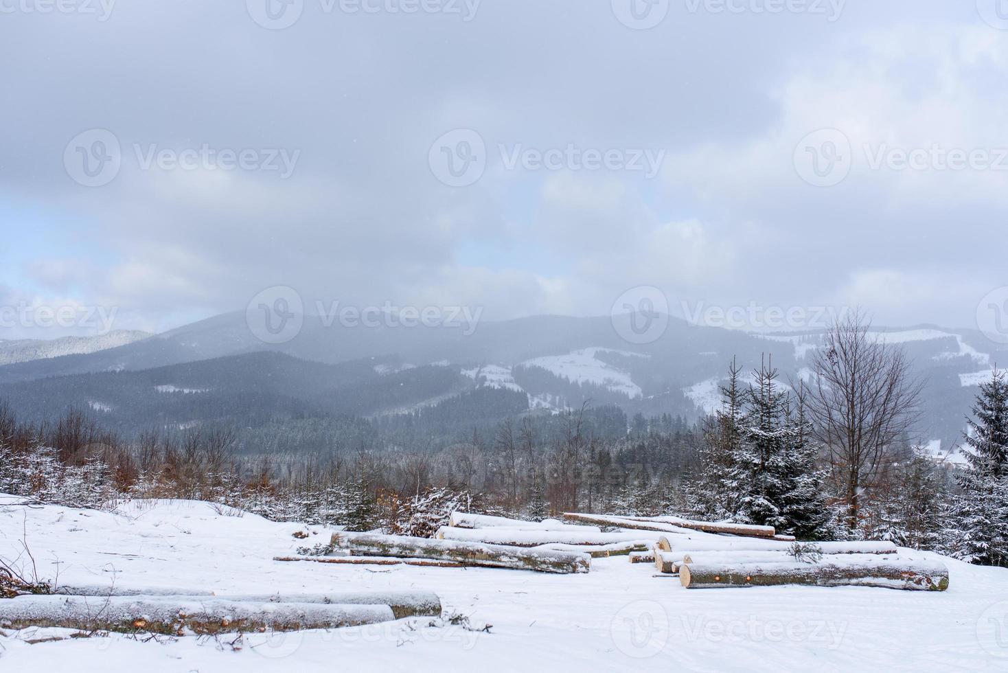 forêt de montagne d'épinettes couverte de neige. photo