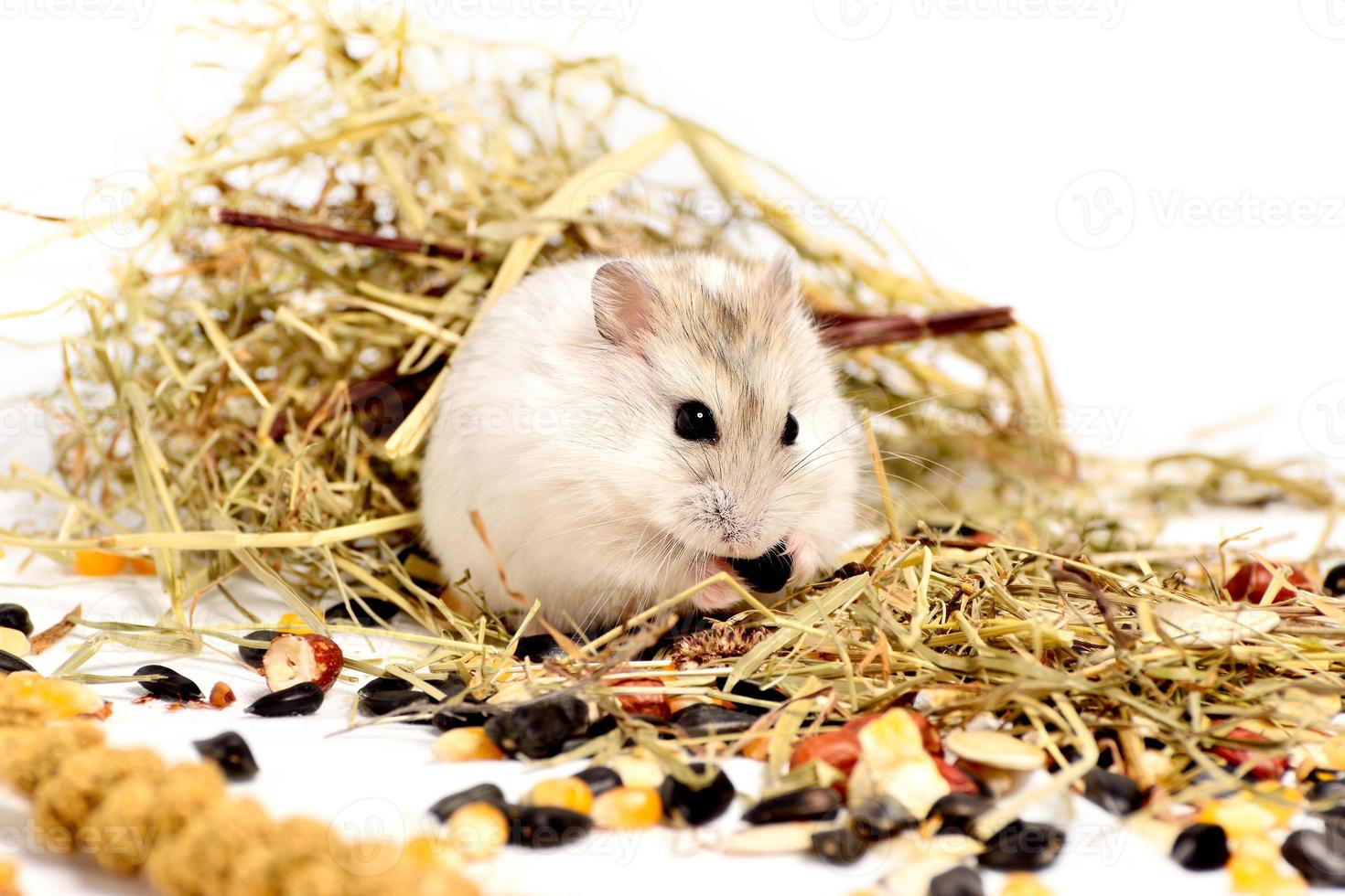 Hamster jungar sur fond blanc photo