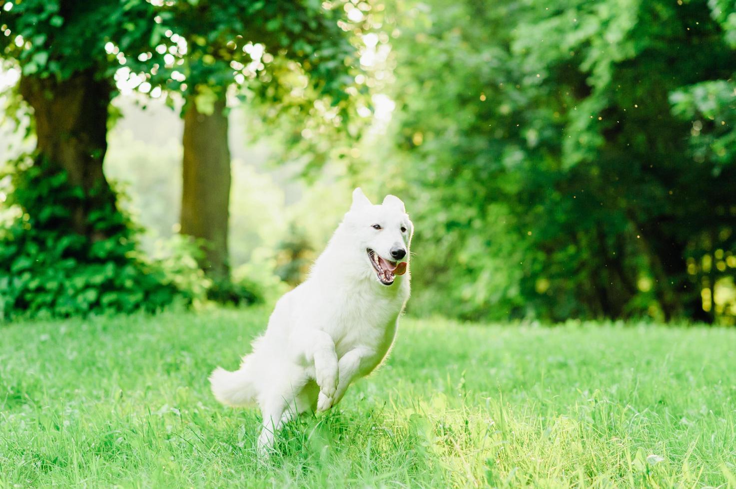 berger blanc suisse en promenade photo