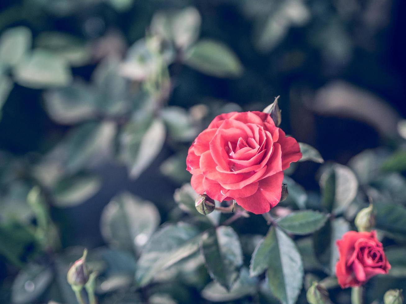 rose rouge, image de style vintage photo