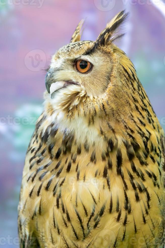 un hibou est un oiseau avec un visage félin photo