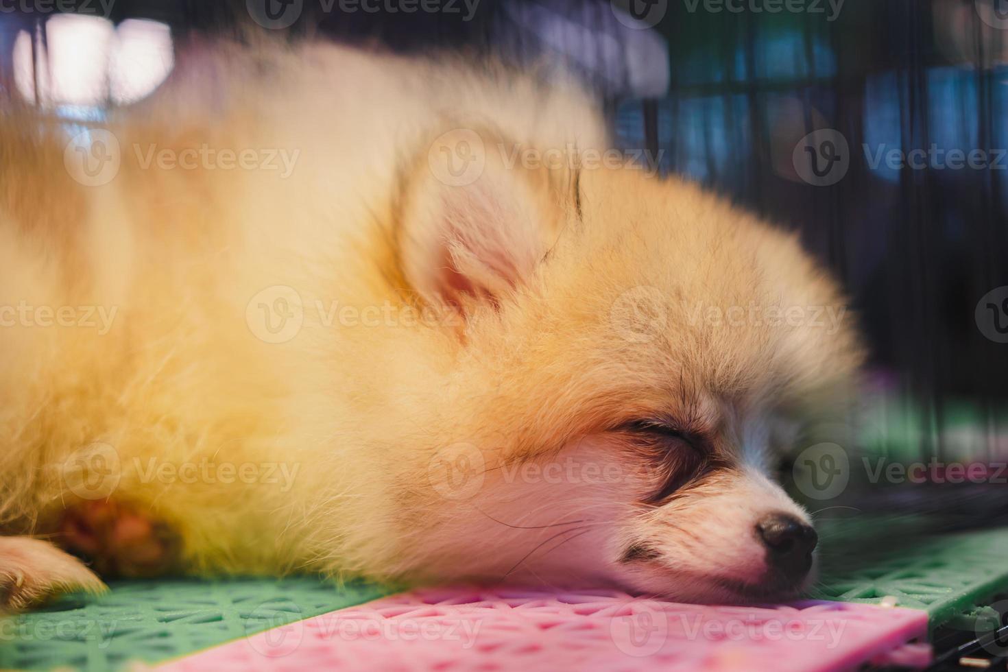Pomeranian fourrure orange allongé sur le sol photo