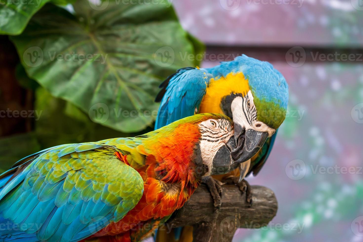 aras colorés avec de belles plumes. photo