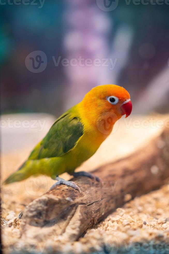 un perroquet avec de belles plumes colorées. photo