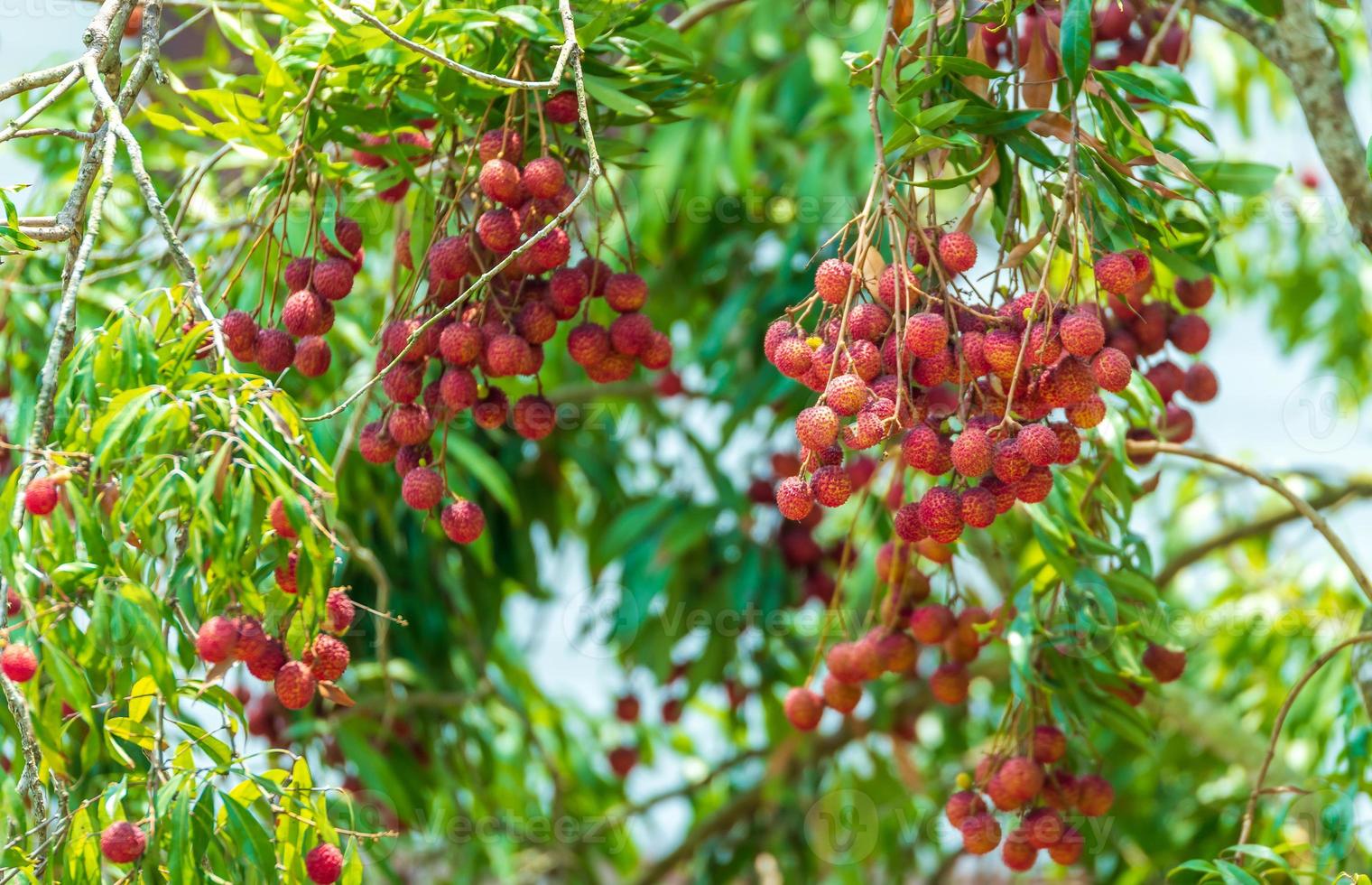 litchis sur l'arbre, gros plan de fruits de litchi, fruits de litchi frais photo