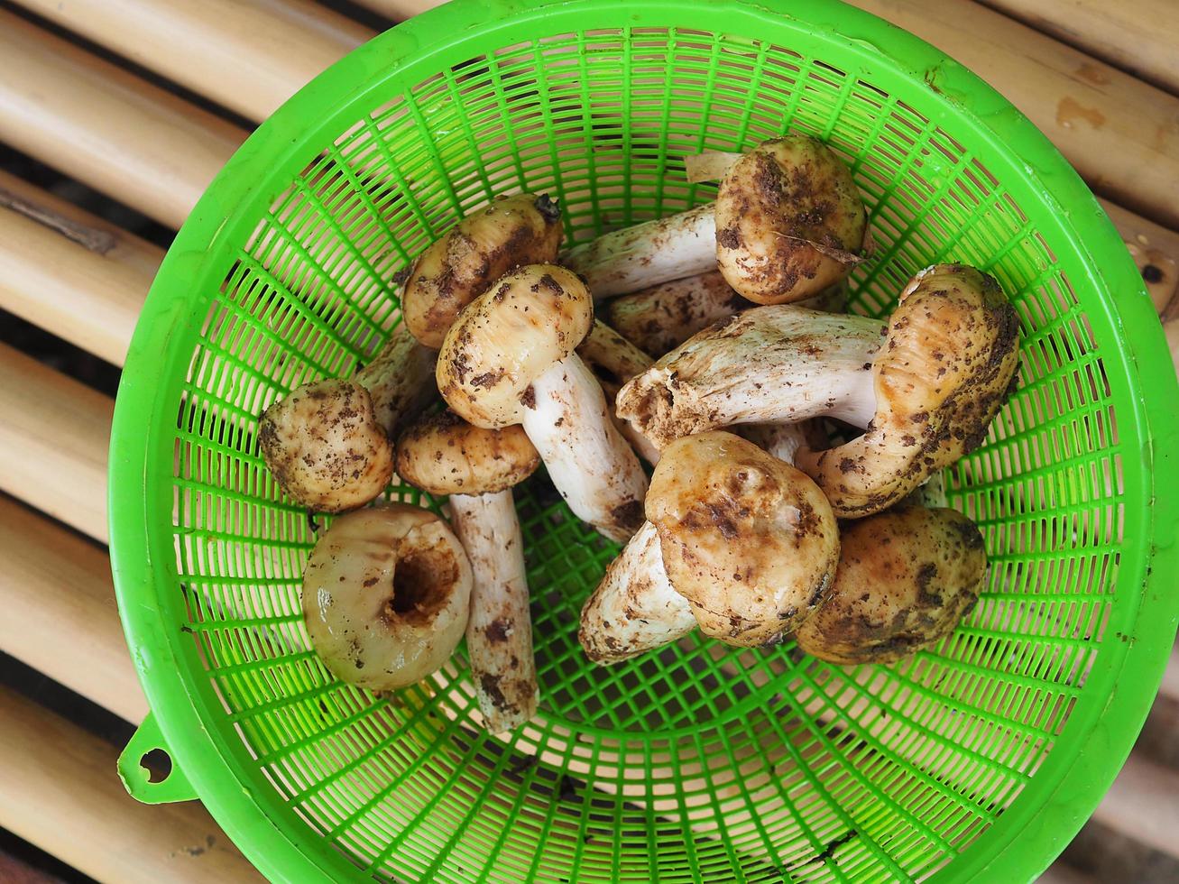 vue de dessus du champignon dans le panier vert photo