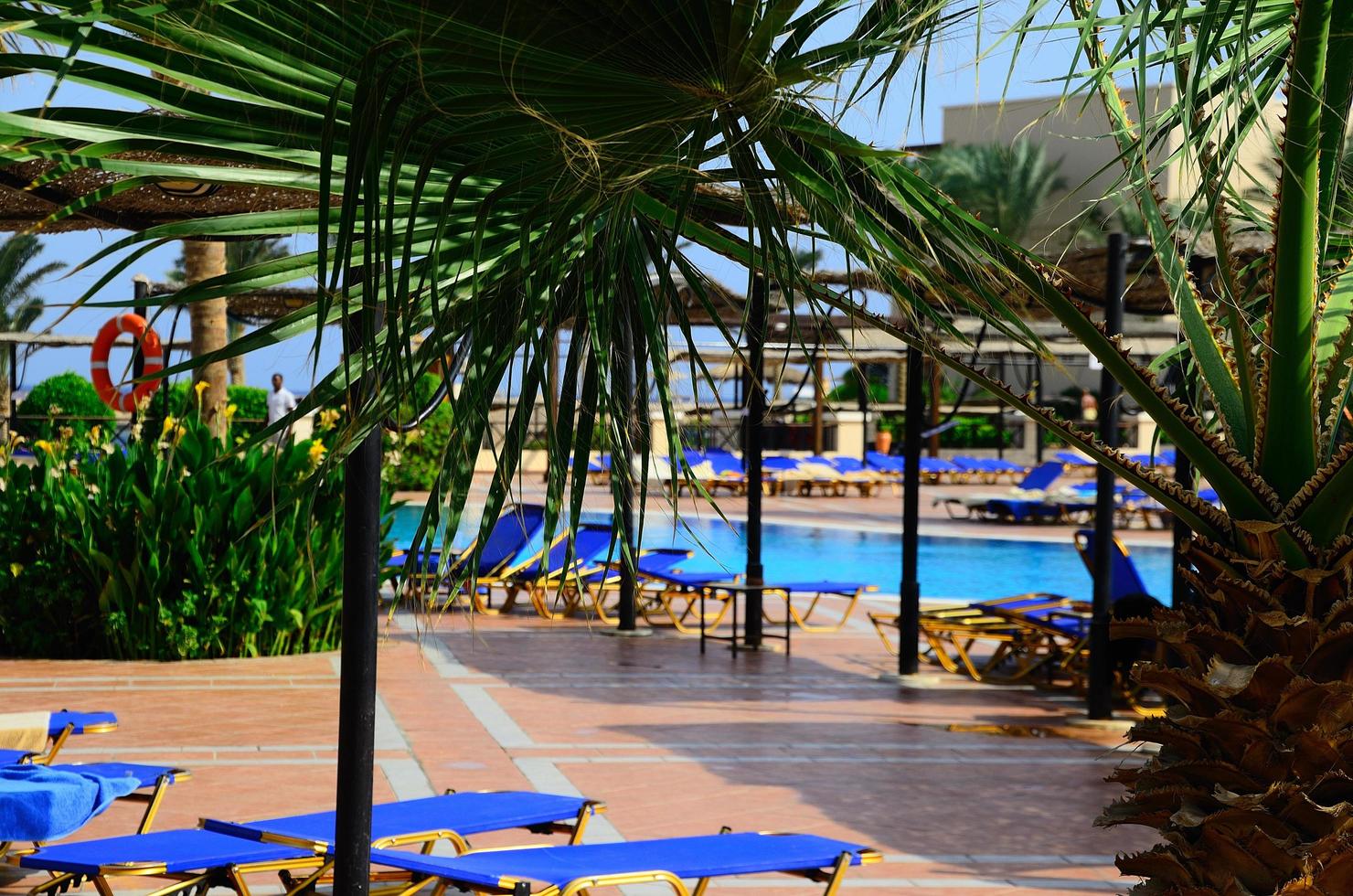 palmiers au bord de la piscine en vacances photo