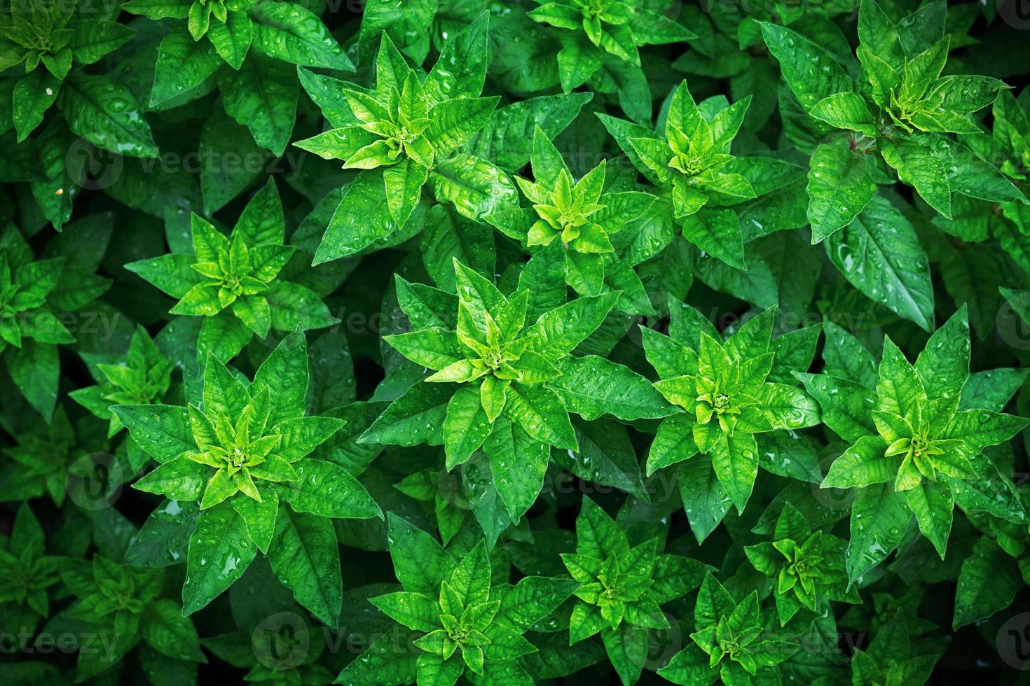 un motif de feuilles de plantes vertes, vue de dessus. rosettes et pétales vert vif sur le parterre de fleurs. espace de copie, arrière-plan photo