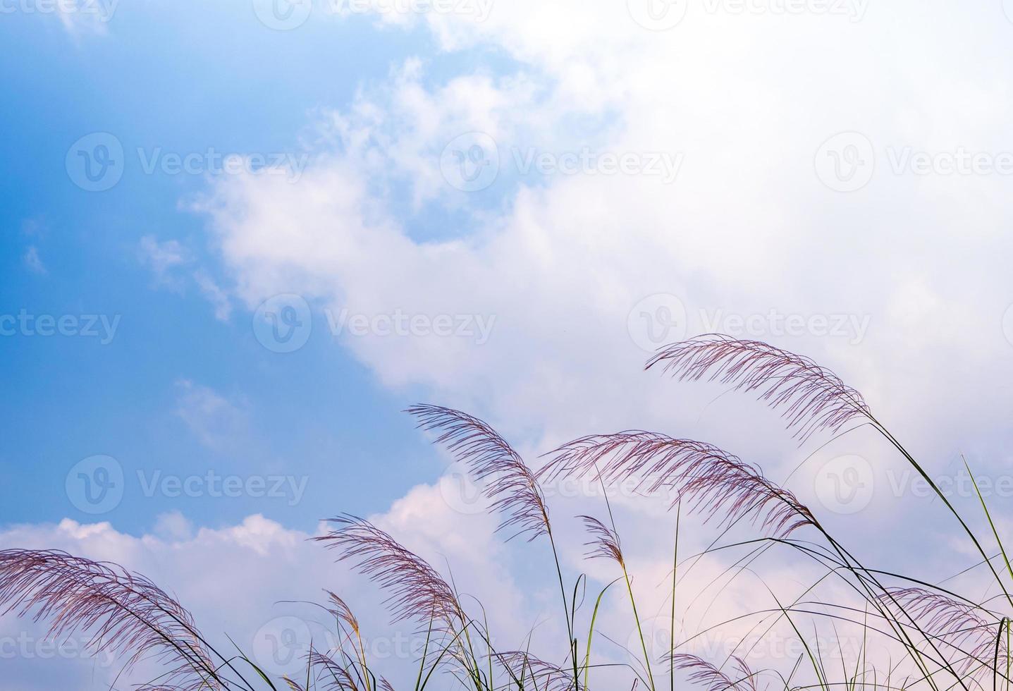 fleur de kans herbe se balancer dans le vent et le ciel bleu photo