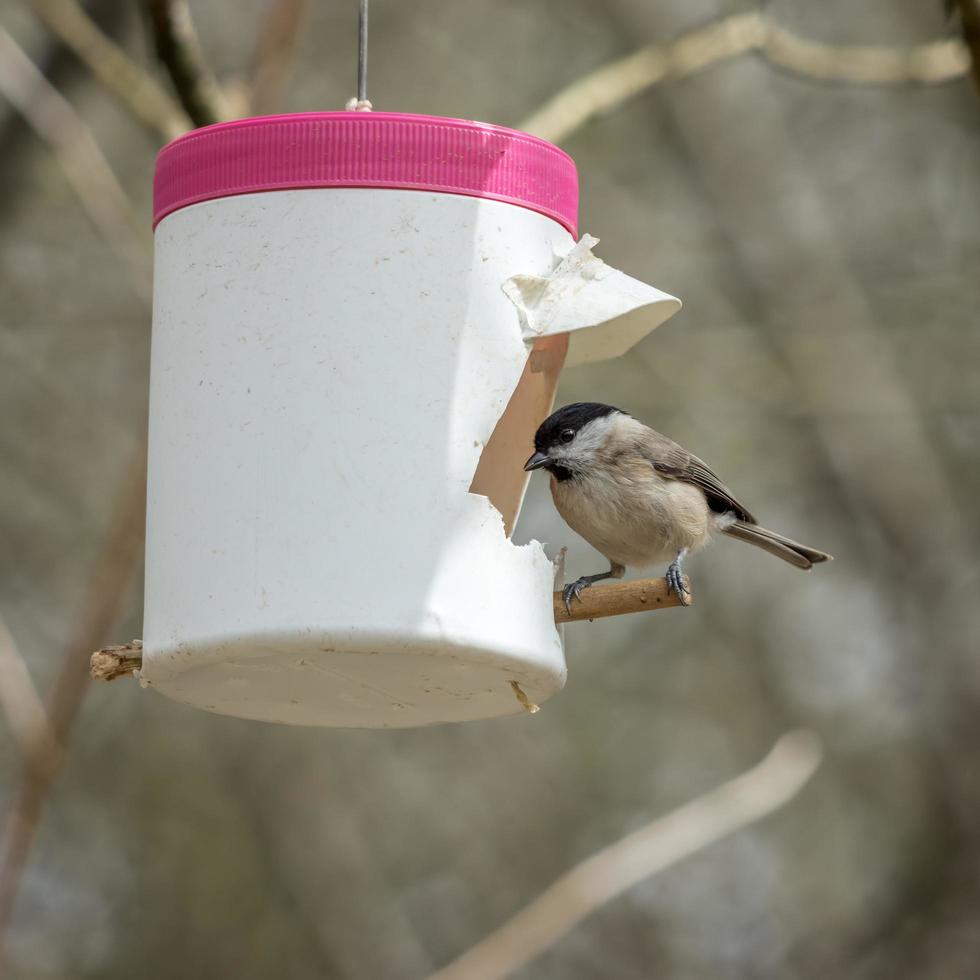 Mésange des marais à la recherche de nourriture dans une mangeoire maison photo