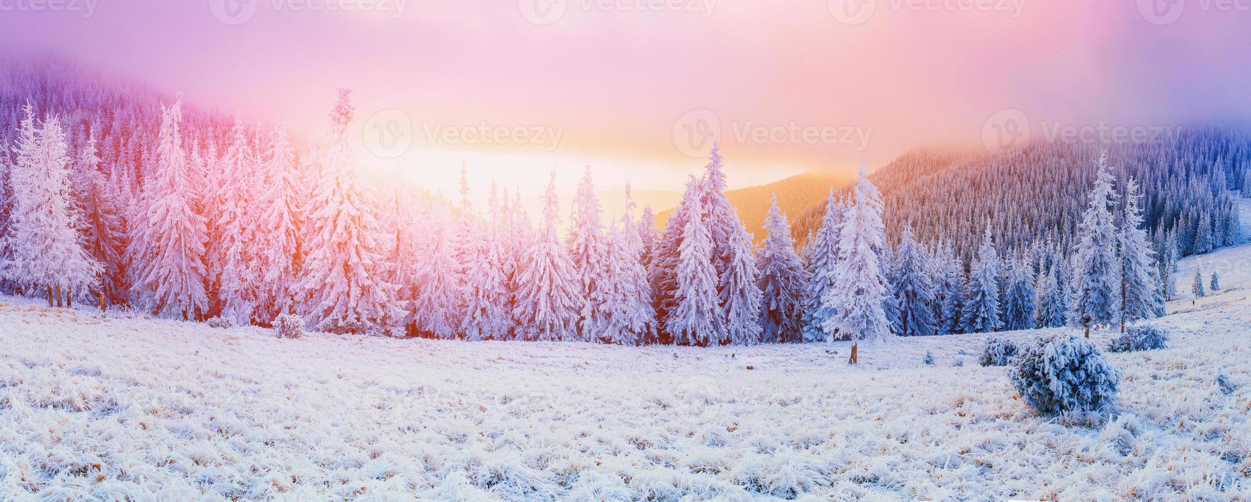 arbres de paysage d'hiver dans le gel photo