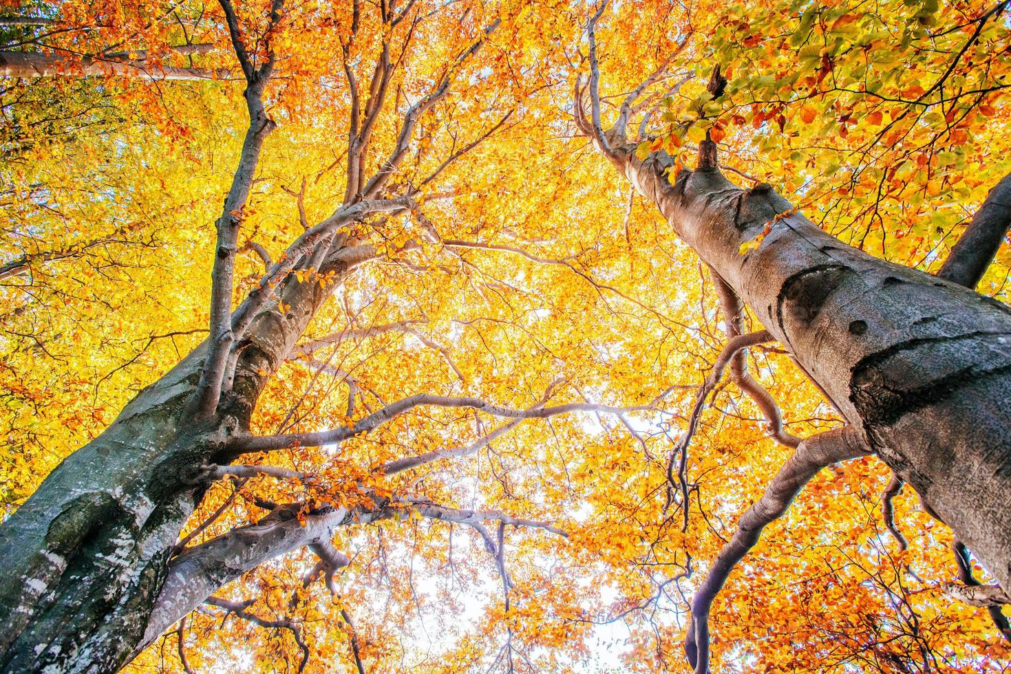 cimes jaunes des arbres dans une forêt en automne photo