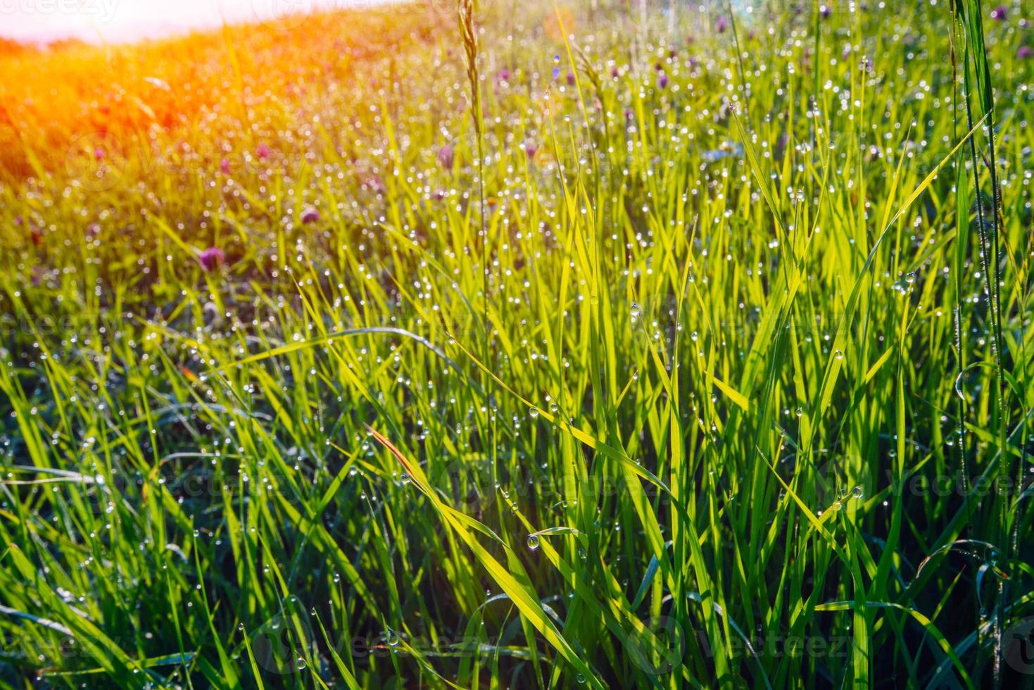 herbe verte avec des gouttes d & # 39; eau photo