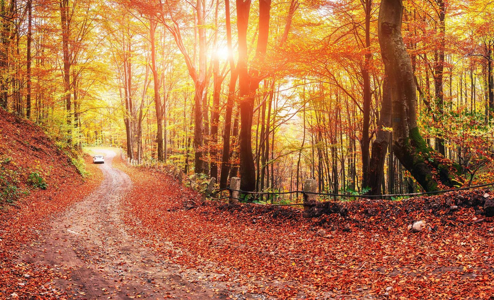 chemin forestier en automne photo