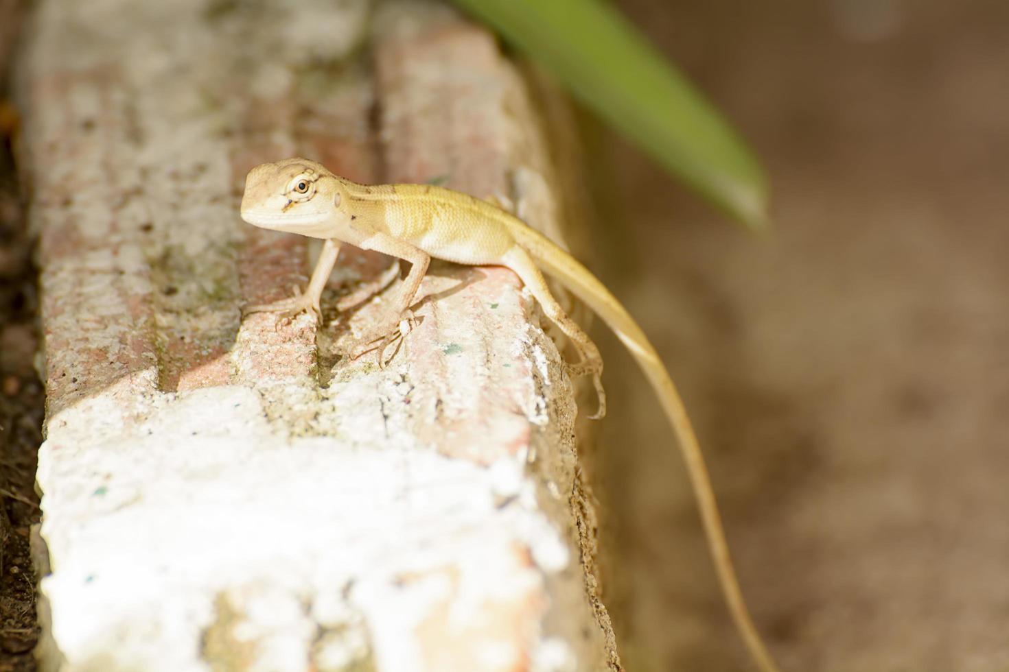 les caméléons ou les caméléons sont un clade distinctif et hautement spécialisé de lézards de l'ancien monde. photo