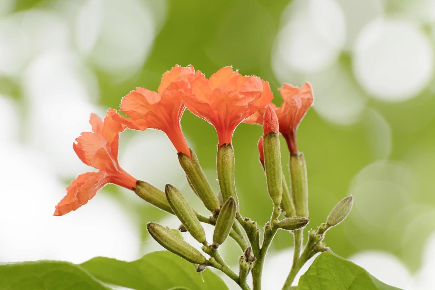 cordia sebestena ou arbre geiger photo