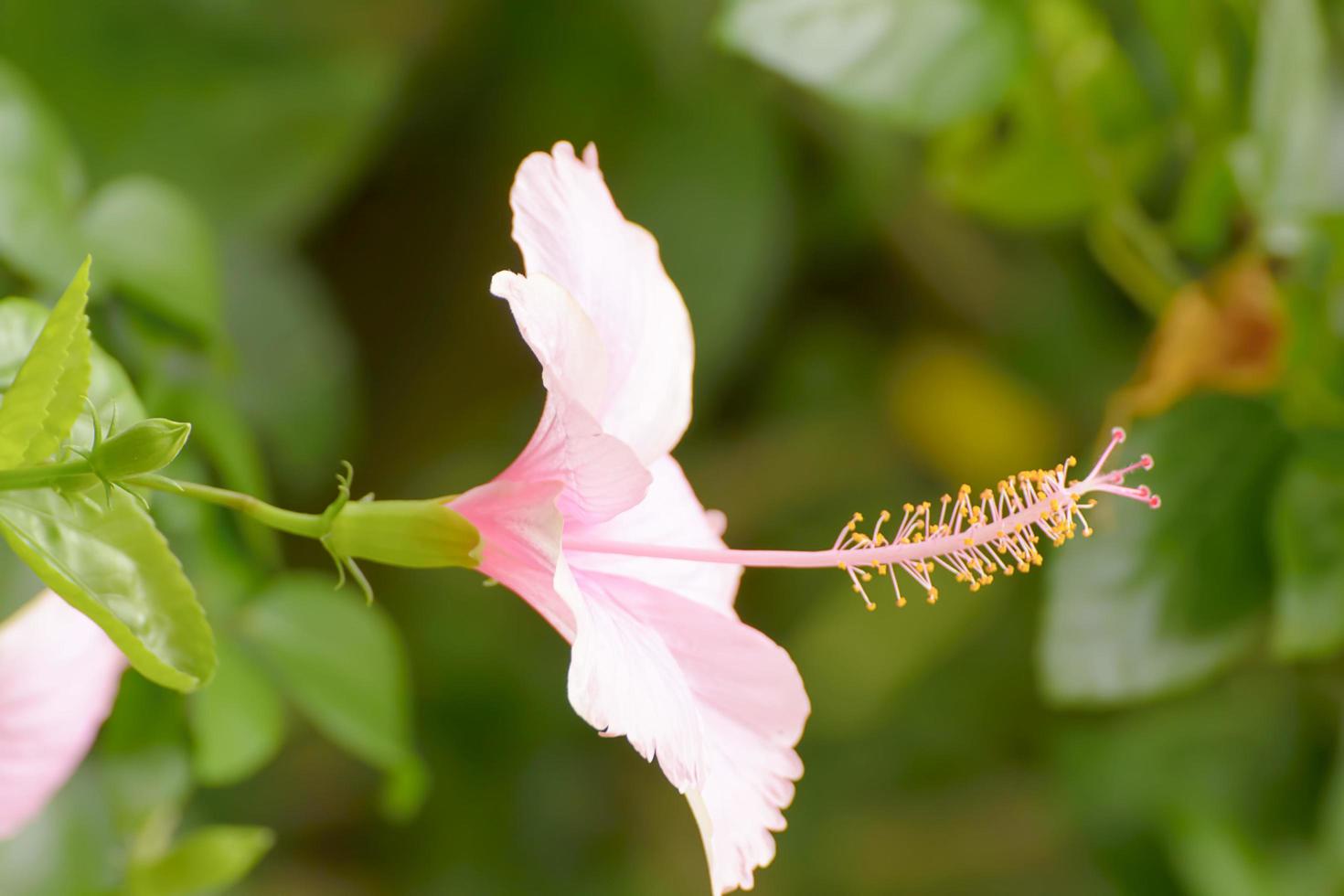 l'hibiscus est un genre de plantes à fleurs de la famille des mauves, les malvaceae. photo