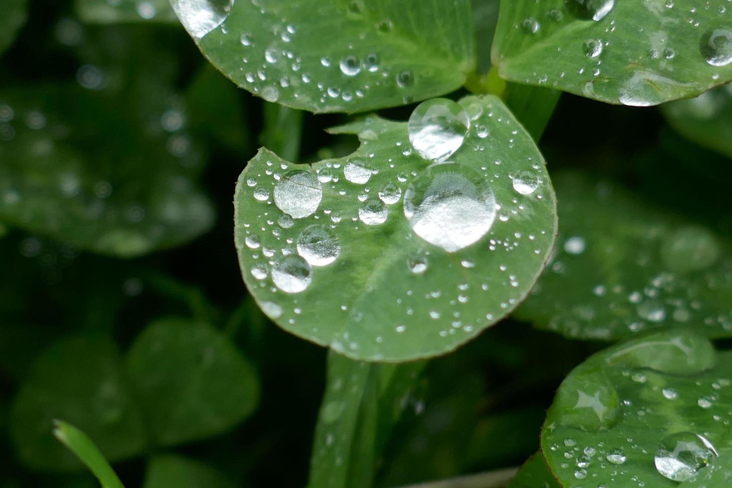 gouttes de pluie sur les feuilles de trèfle photo