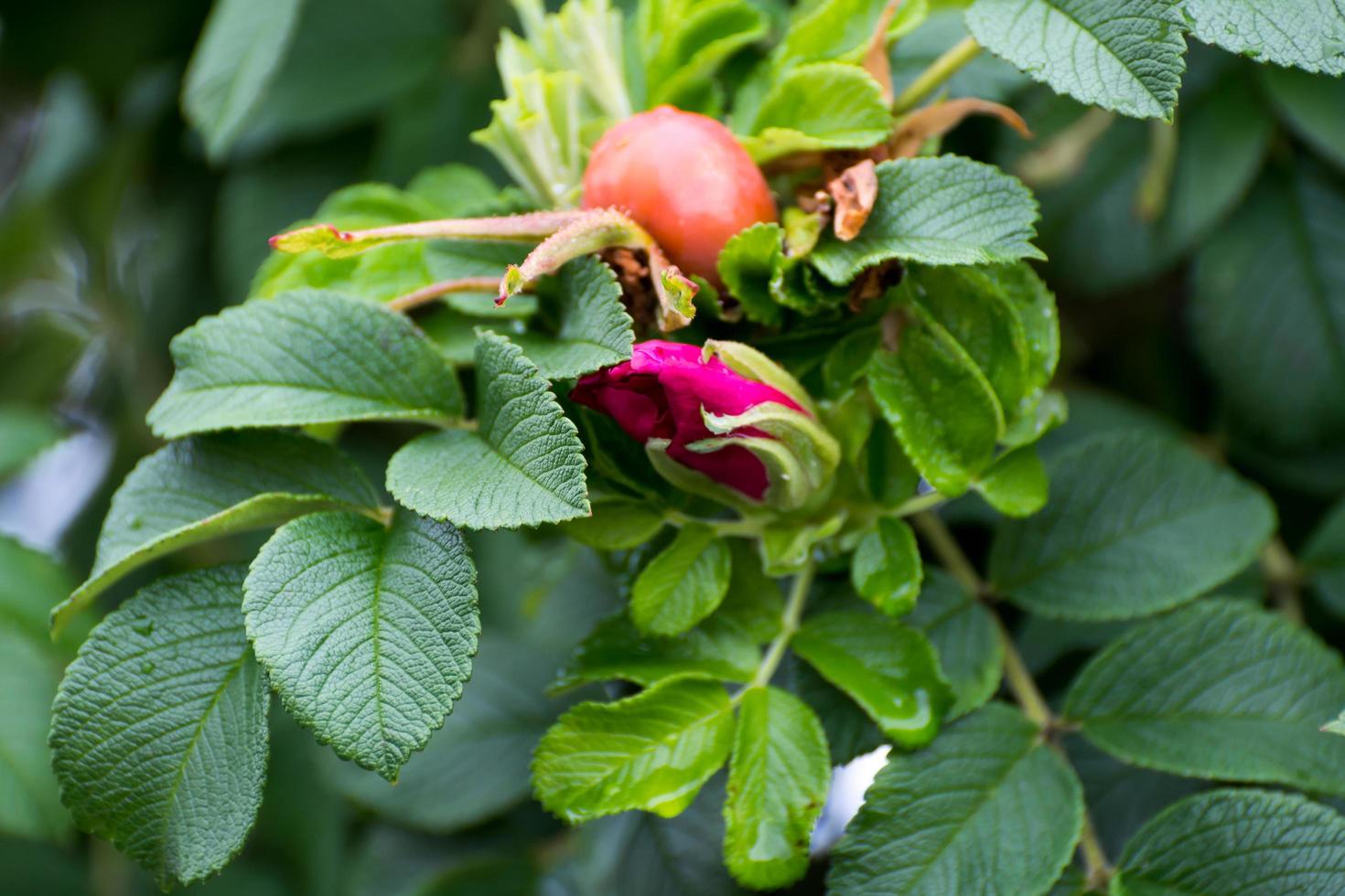 Cynorrhodon cultivé et fleur photo