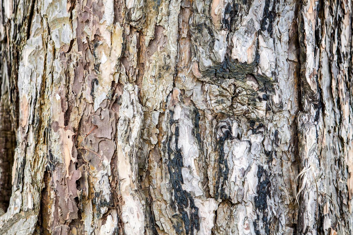 texture d'écorce de bois de pin photo