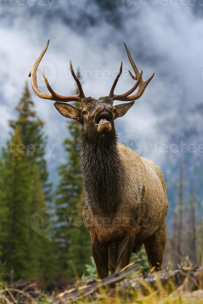 wapiti des montagnes rocheuses du colorado photo