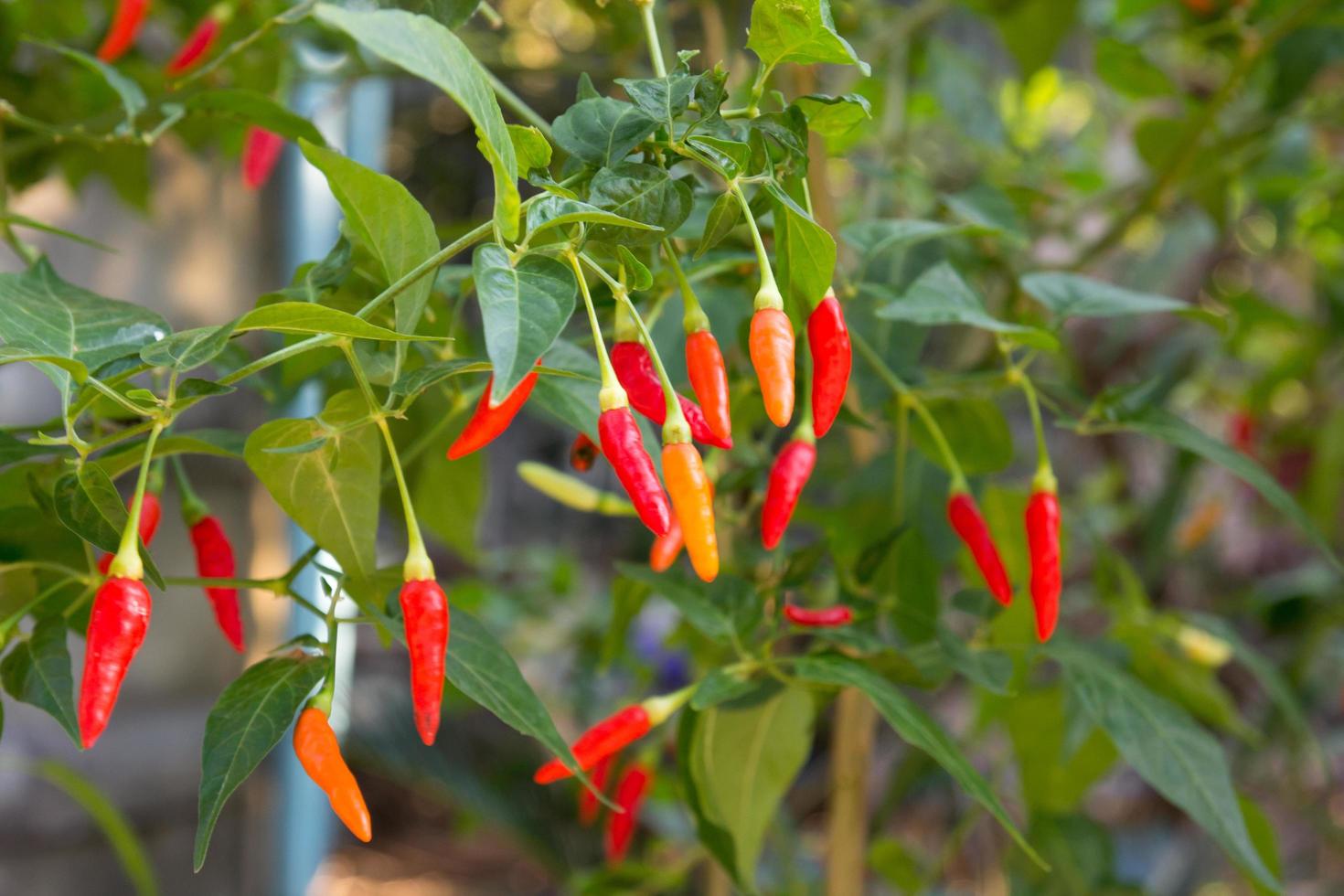 coloré de piment photo