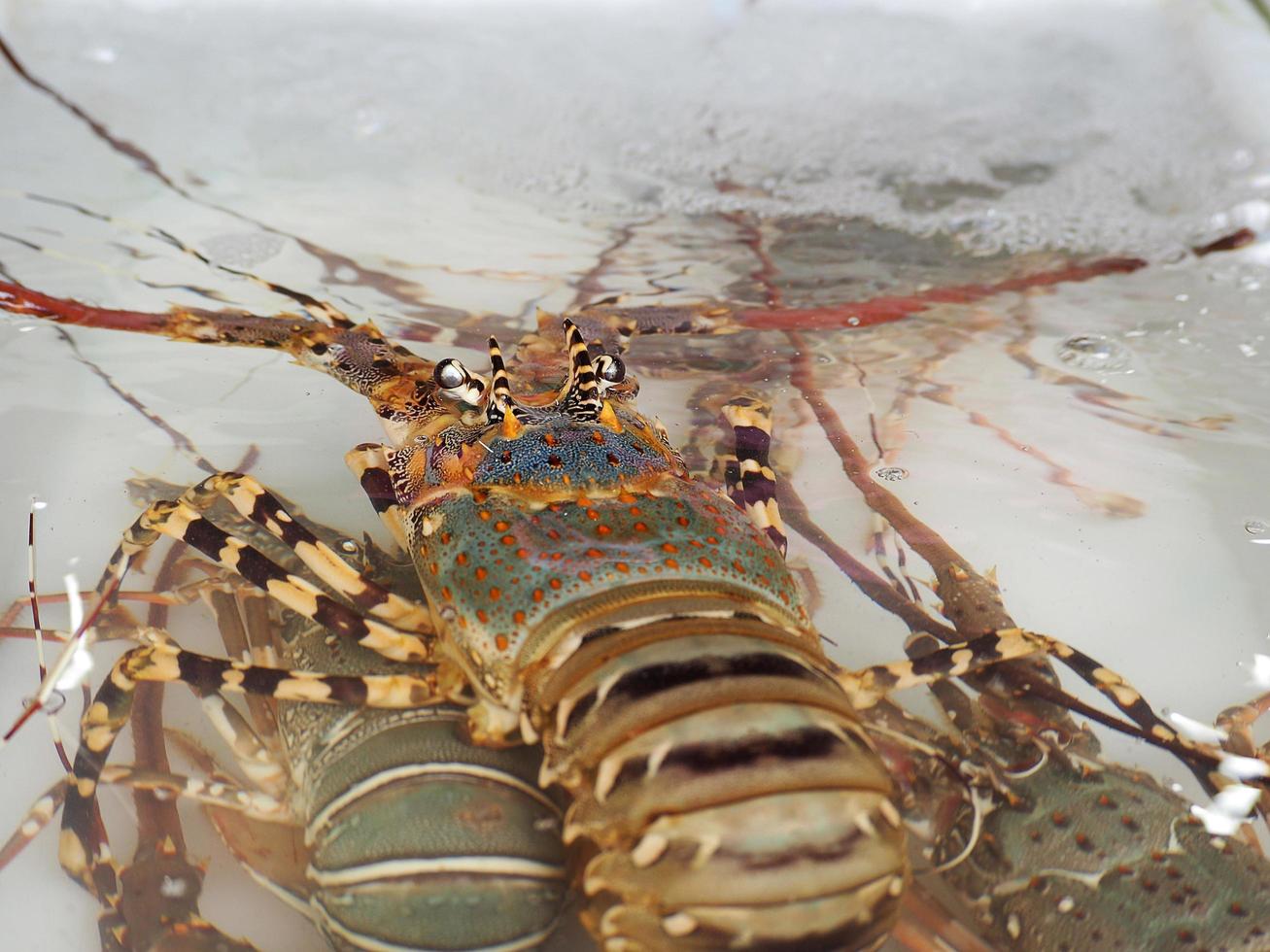 homards à vendre sur le marché du frais photo