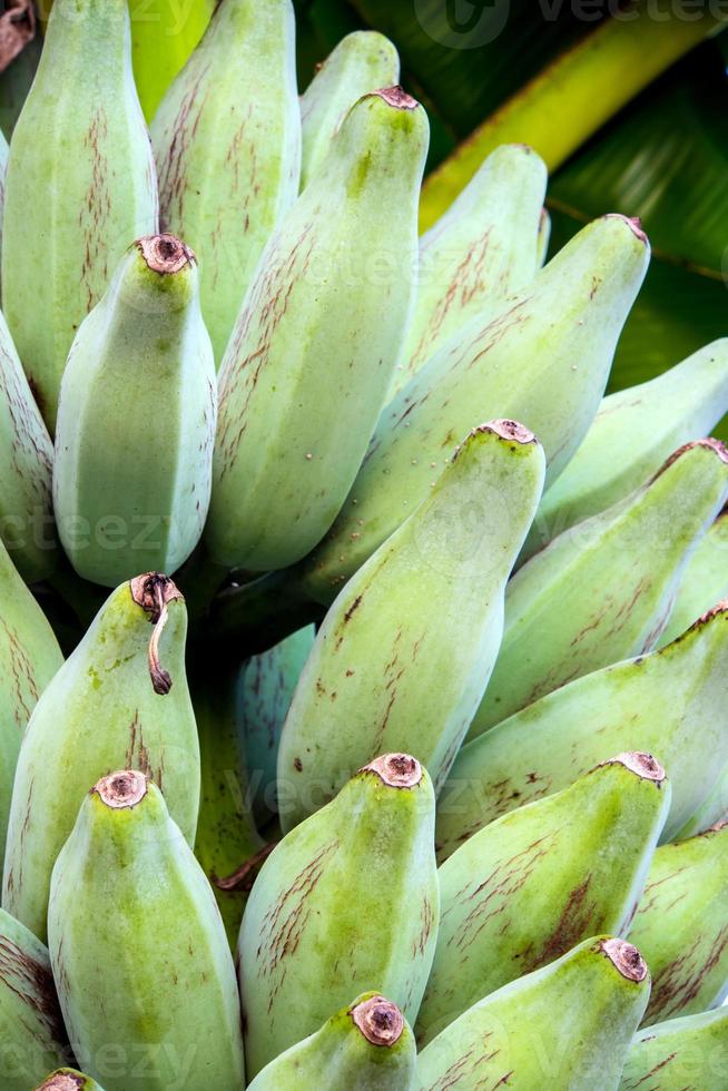bouquet de bluggoe argenté sur un bananier photo