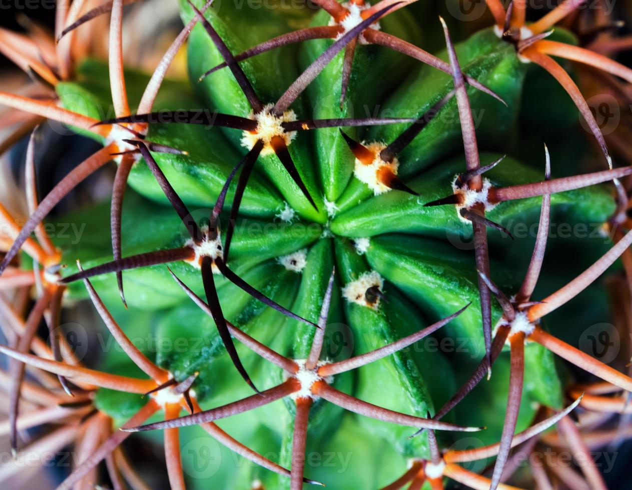 épines courbées et grandes de cactus, plante succulente en gros plan photo