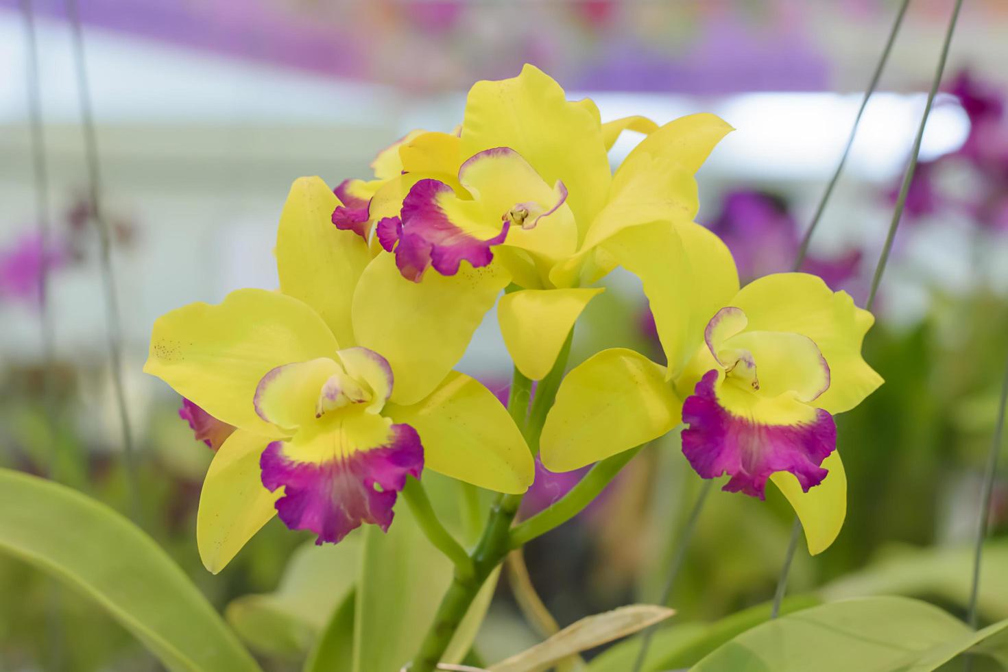 cattleya est un genre de 113 espèces d'orchidées du costa rica et des antilles au sud de l'argentine. photo