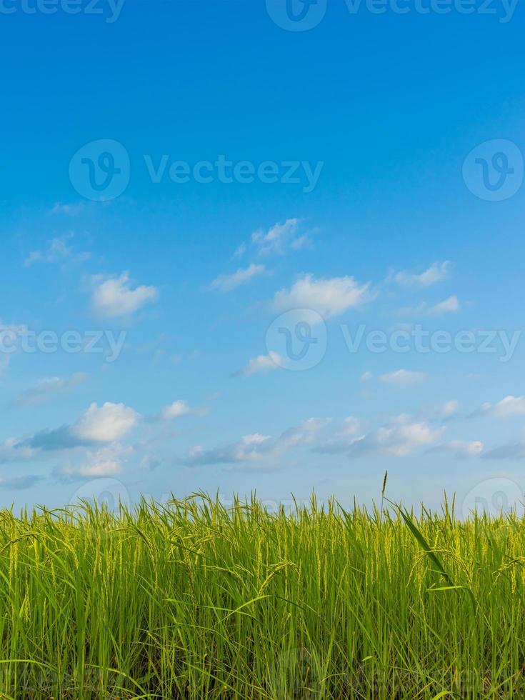 champ de riz avec fond naturel de ciel bleu. photo