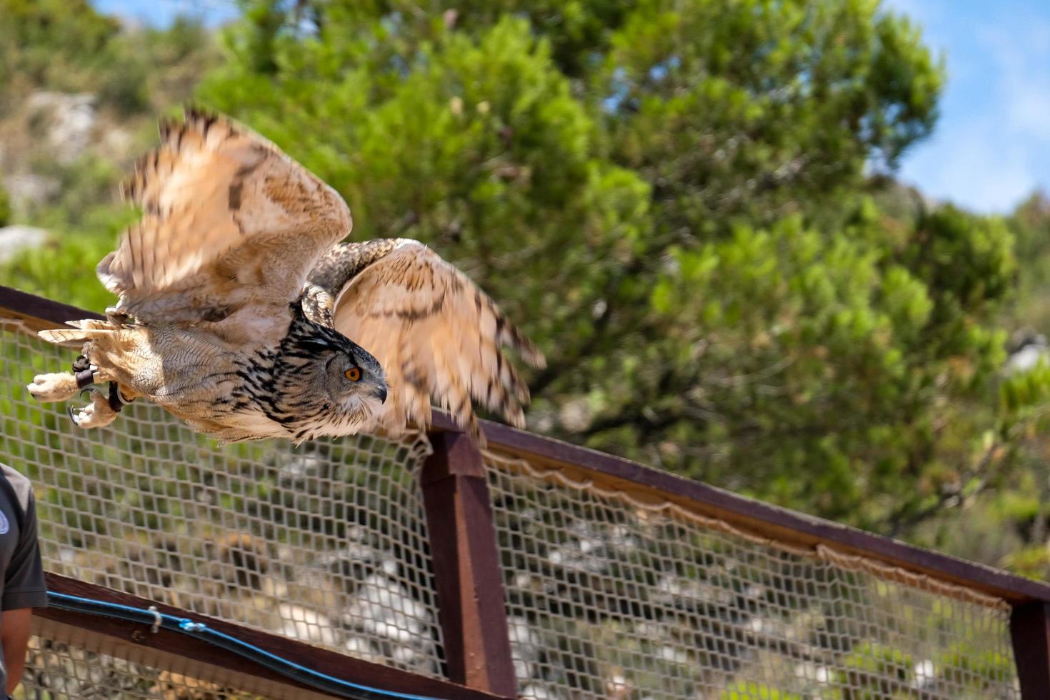 benalmadena, andalousie, espagne, 2017. hibou grand-duc au mont calamorro photo