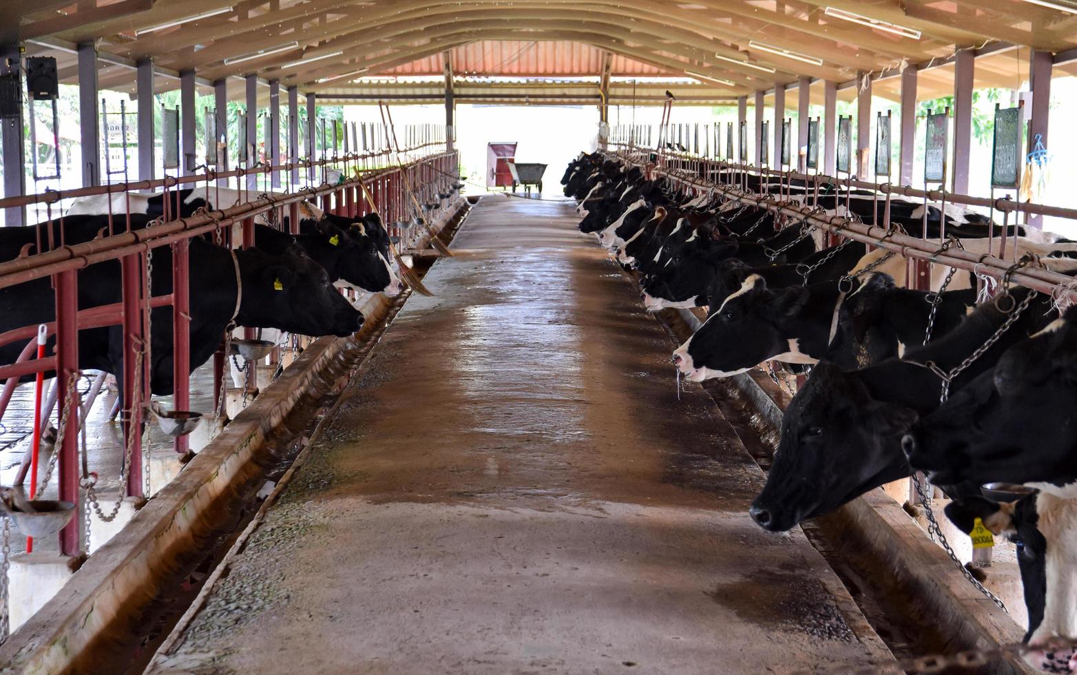 vaches à la ferme. photo