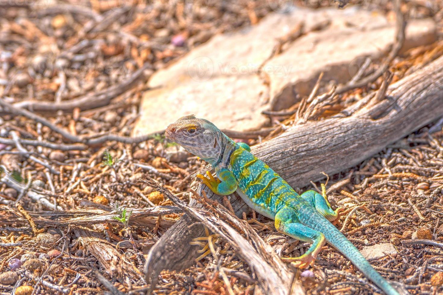 lézard coloré dans le désert photo